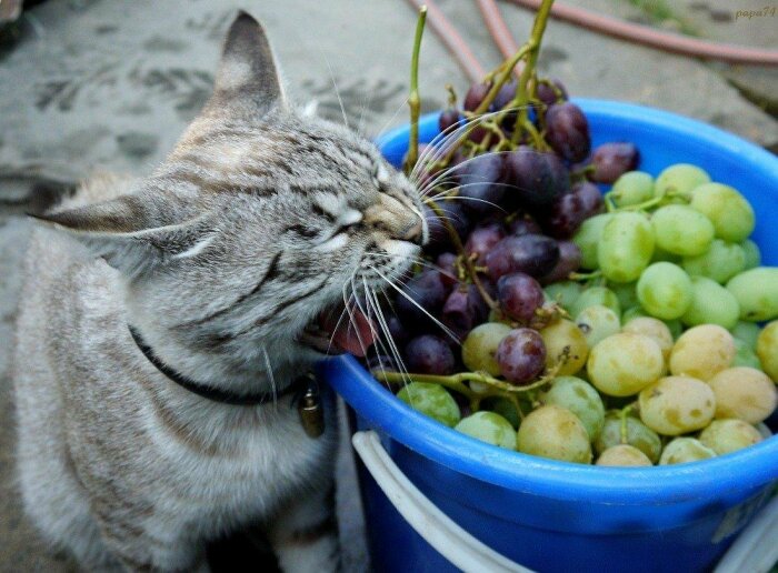 10 продуктов питания, которые категорически противопоказаны котам может, котов, самом, всего, попытаться, провоцирует, Однако, стоит, кормить, продукты, организма, закончиться, очень, молоко, питомцы, человеку, съесть, кость, взрослом, откровенно