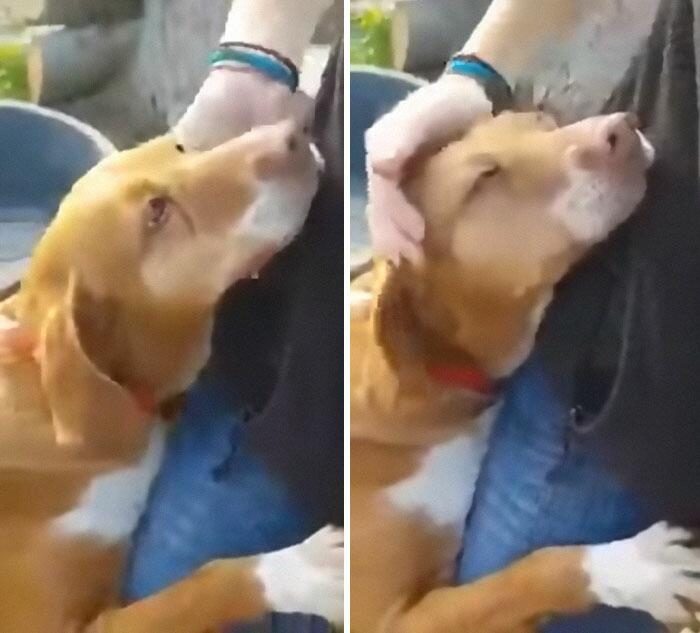 Собака из приюта обняла репортёра в надежде, что тот её заберёт и он не смог устоять
