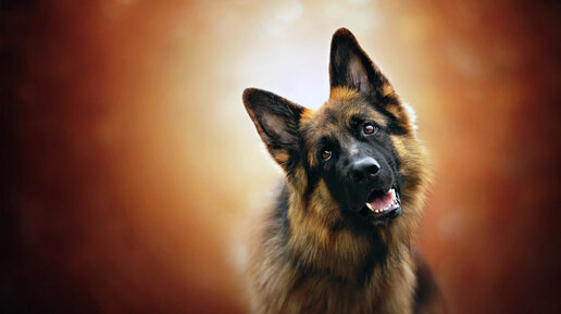 Лихо и Беда