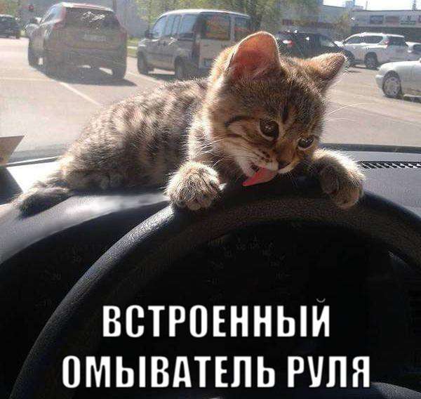 Забавный котопозитив