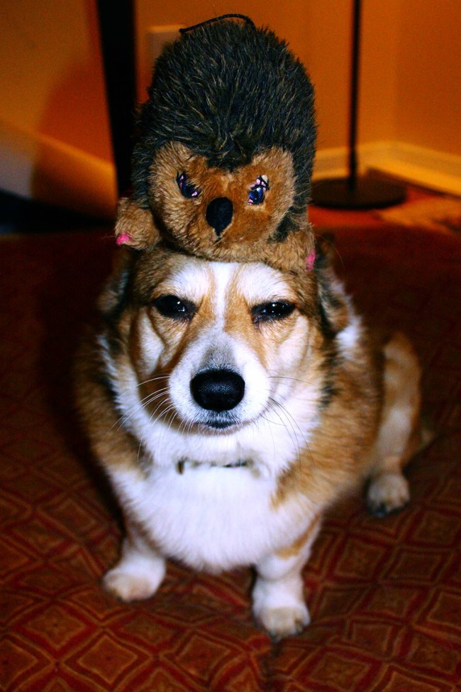 Милые животные и мягкие игрушки 