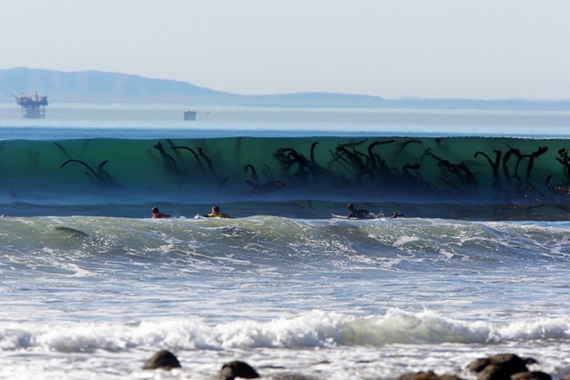 3. Водоросли в море животные, мир, подборка, природа, ужас, фото, явление