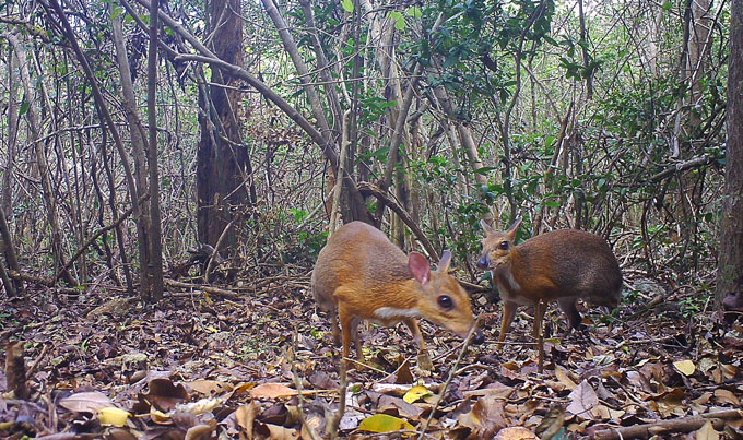 ©Southern Institute of Ecology, GWC, Leibniz Institute for Zoo and Wildlife Research, NCNP