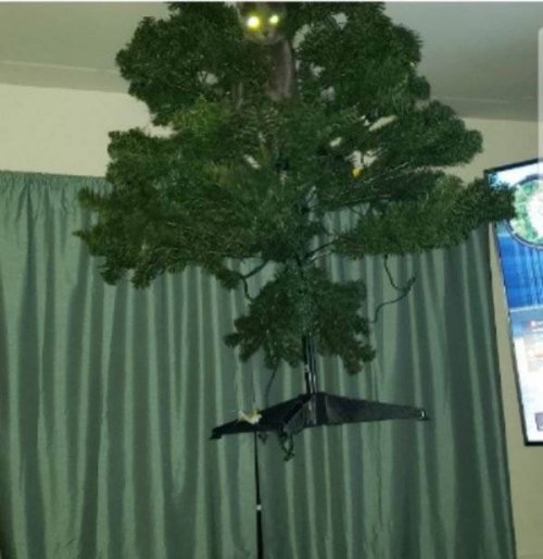 Прелестные животные, которые подарят вам улыбку 