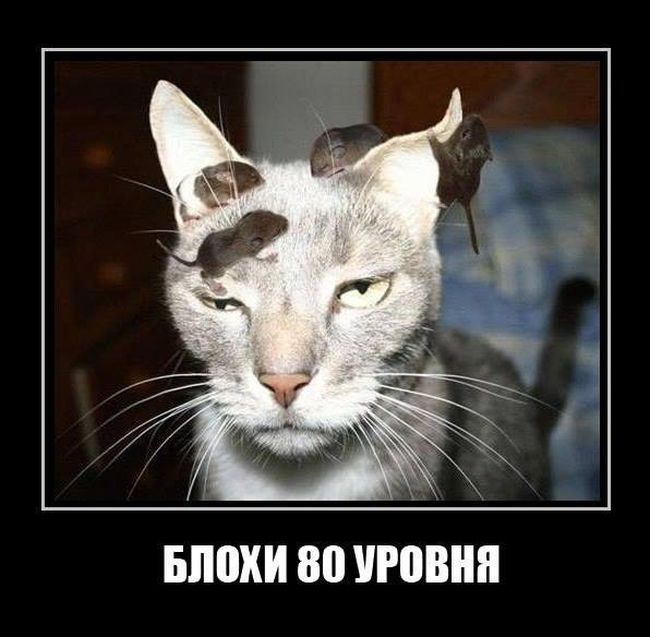 Демотиваторов пост: «Встретив медведя в лесу…» 