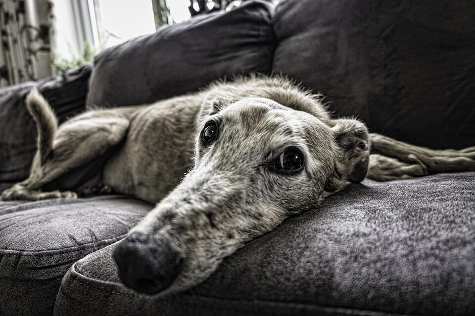 На фото изображена собака, которая лежит на диване.