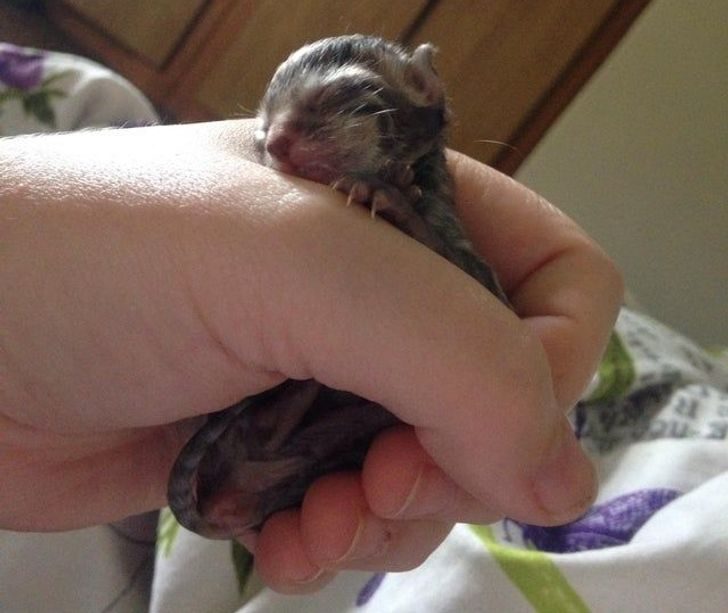 Люди, которые взяли домой котенка и по уши влюбились в это мелкое озорное чудо Люди, которые взяли домой котенка и по уши влюбились в это мелкое озорное чудо