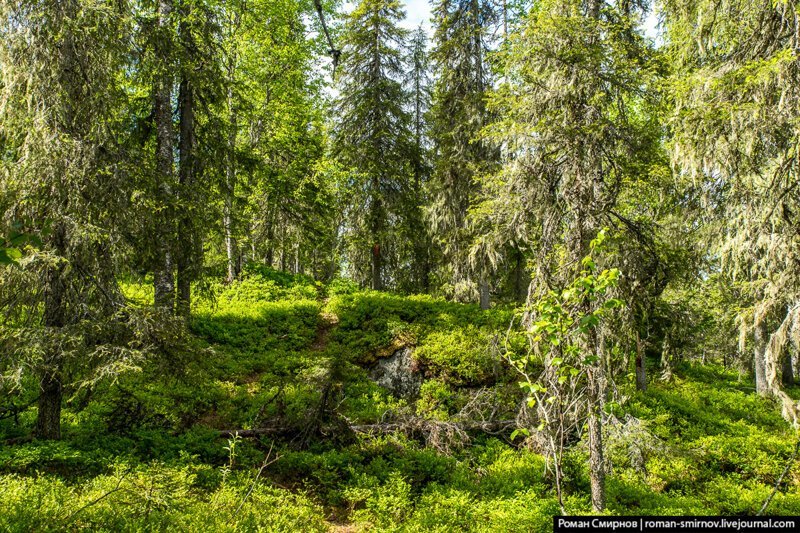 Заповедная Карелия. Паанаярви. Астерваярвская тропа путешествия, факты, фото