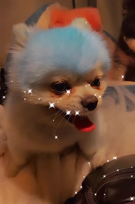 Пэрис Хилтон покрасила своих собак в цвета американского флага в честь Дня поминовения Звезды,Новости о звездах