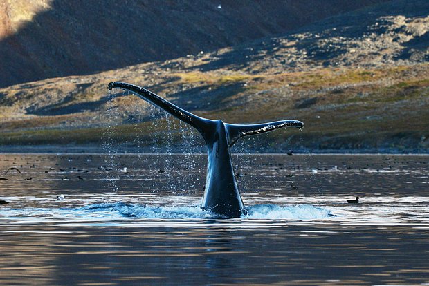 На прокорм: исхудавшие на зимовке киты вернулись к богатым пищей российским берегам