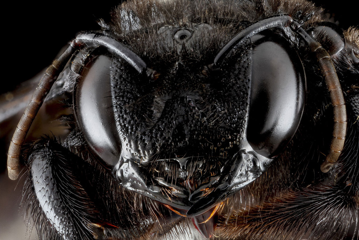 Шмель Xylocopa cubaecola