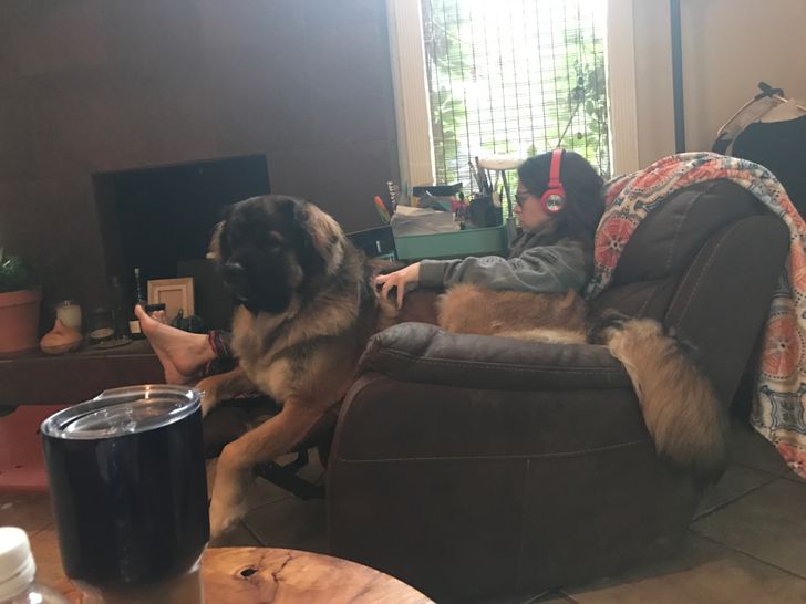 Любителям собакенов: большие собаки созданы для людей с огромным сердцем 