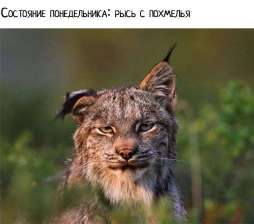 Прикольная подборка картинок и фото Прикольная подборка картинок и фото