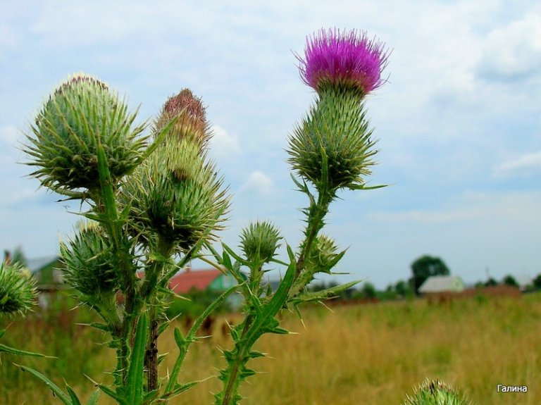 Чертополох Thistle шотландский