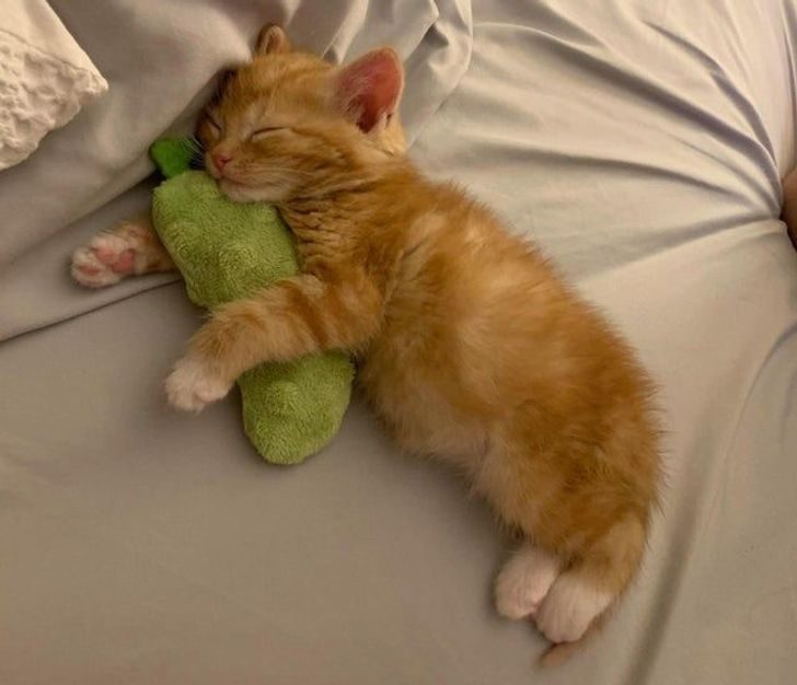 Люди, которые взяли домой котенка и по уши влюбились в это мелкое озорное чудо Люди, которые взяли домой котенка и по уши влюбились в это мелкое озорное чудо