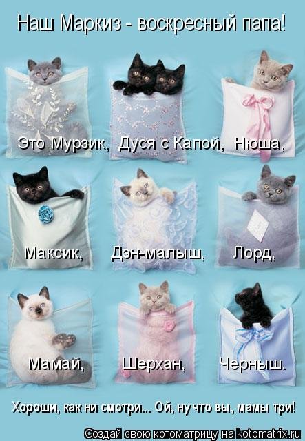 Лучшая котоматрица недели Лучшая котоматрица недели смешные картинки