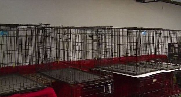 Спасительницу кошек и собак арестовали за организацию стихийного приюта во время наводнения Crazy's Claws N Paws, North Carolina, Tammie Hedge, животные, приют для бездомных