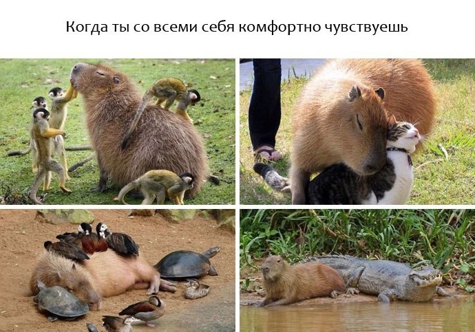 Прикольные животные, которые поднимут вам настроение животные, настроение., позитив, фото