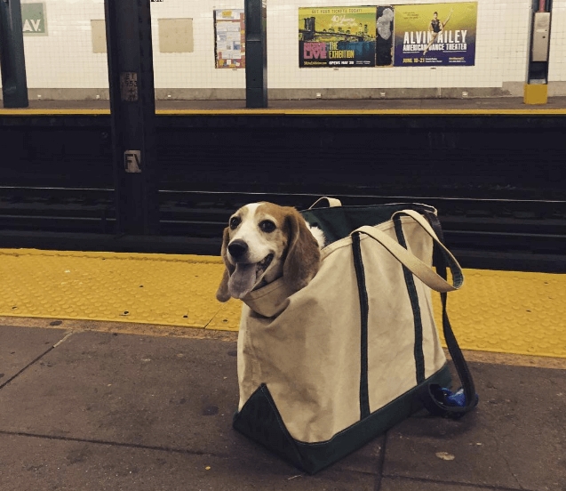 Как жители Нью-Йорка провозят животных в метро несмотря на запрет