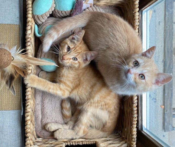 Без кота и жизнь не та