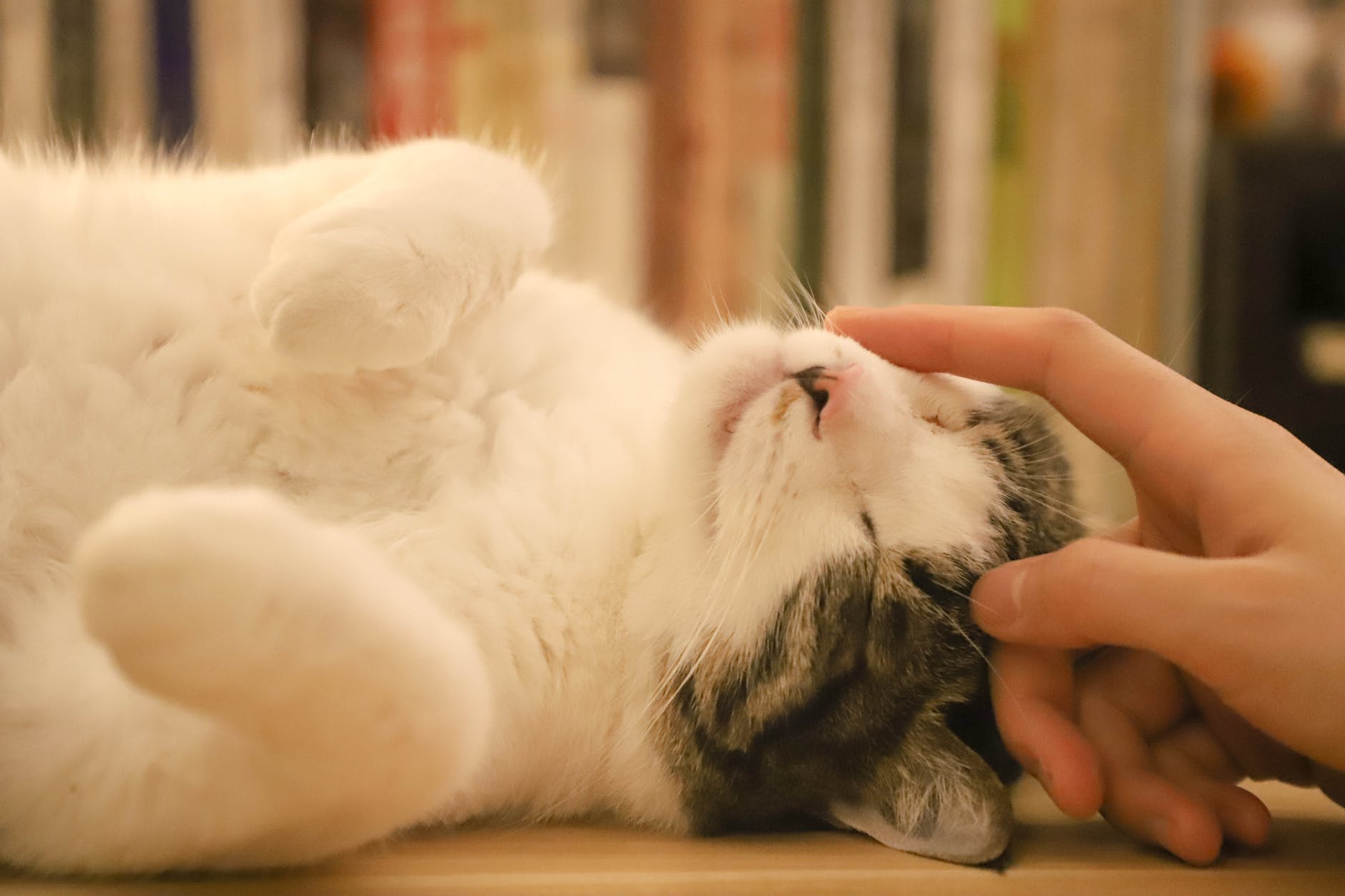 кошка на фото