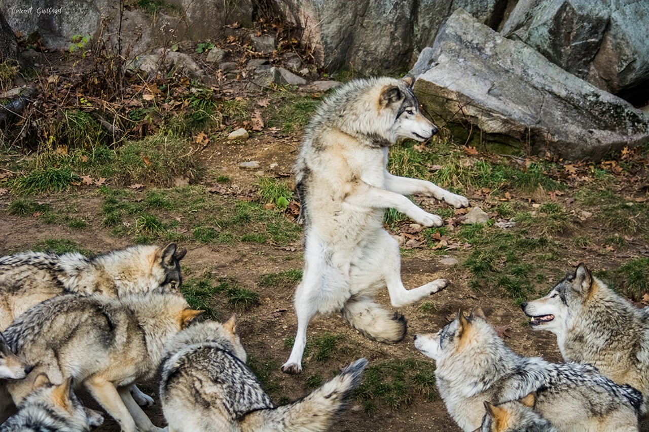 Волчицы смешные картинки, нов