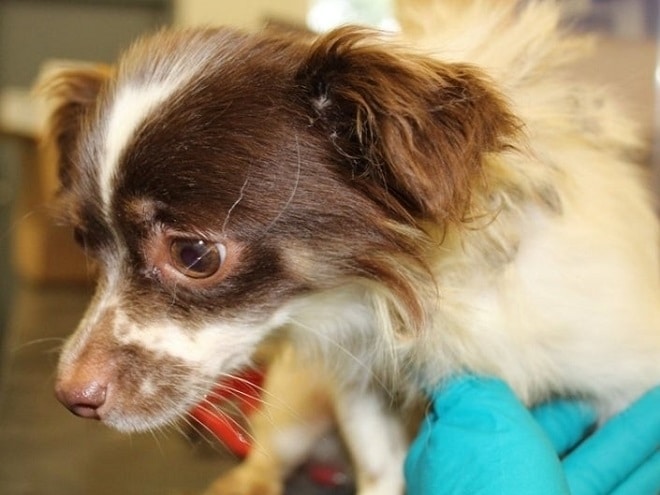 Собака и рука