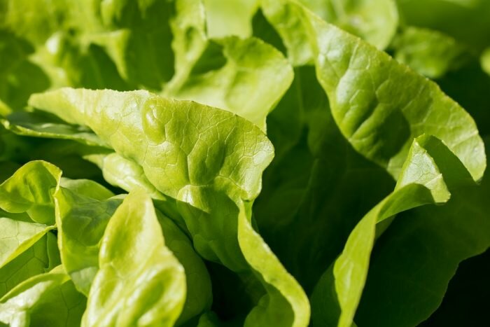 Салаты из зелени и свежих овощей нужно сочетать с белковыми продуктами (Фото: Pixabay.com)