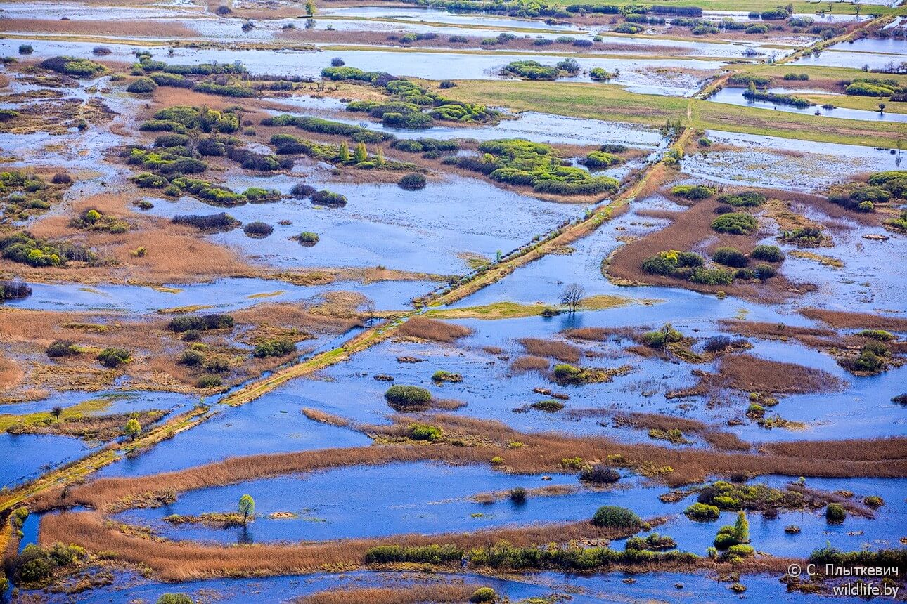 Белорусская «Амазония» удивила иностранцев заграница,путешествие,туризм
