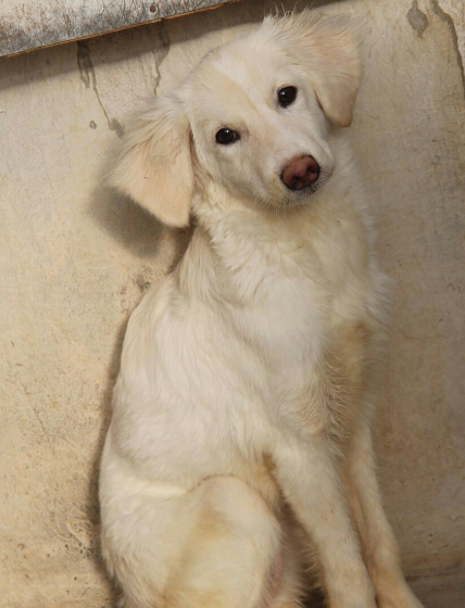 Щенка отравили и бросили в мусор, но он выкарабкался