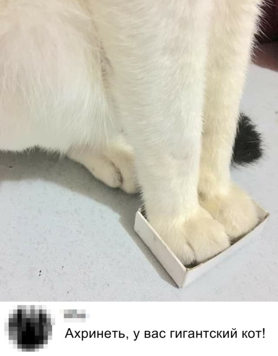 Подборка прикольных фото Подборка прикольных фото смешные картинки