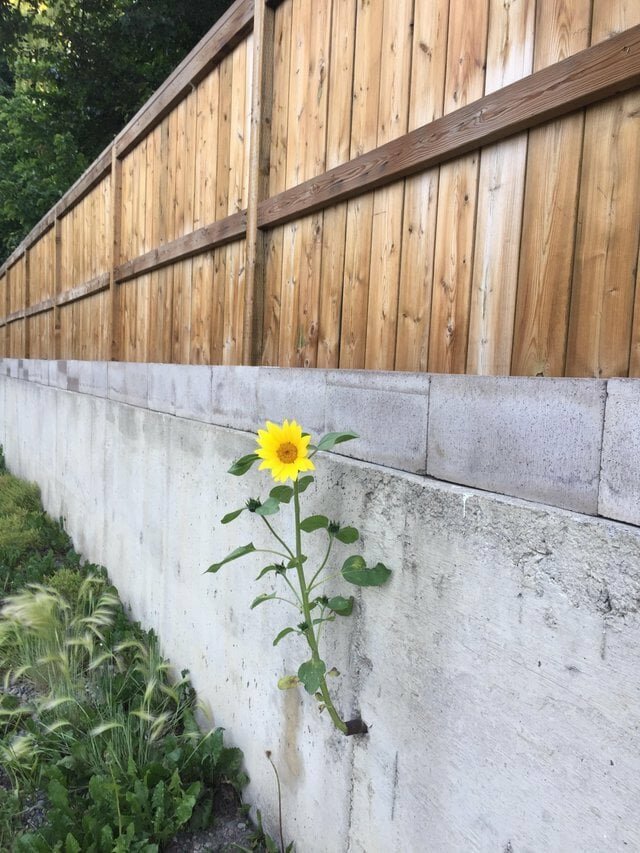 «Этот подсолнух растёт сквозь водосточную трубу в бетонной стене» в мире, жизнь, красота, подборка, природа, удивительно, фото