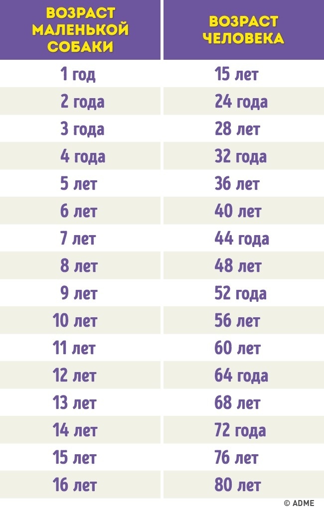 Простой способ определить возраст собак и кошек в человеческих годах