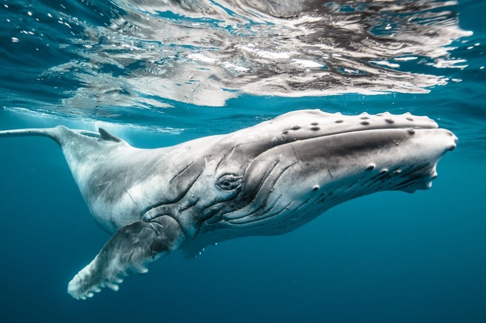 20   National Geographic