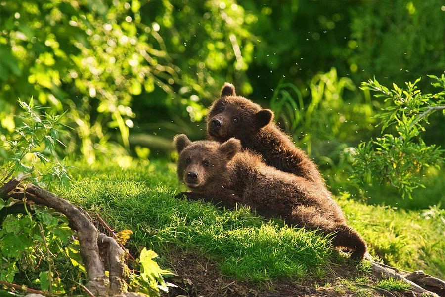 Невероятные фотографии медведей 3