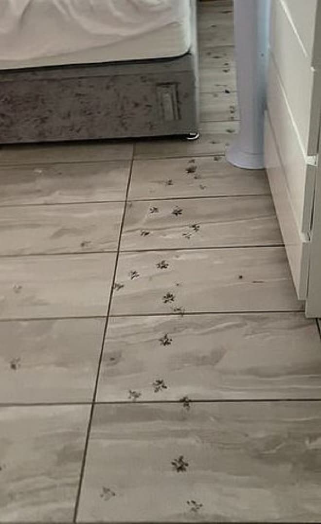 Следы на полу