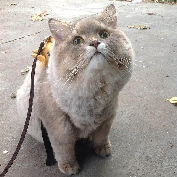 Он самый популярный кот в Таиланде. Знакомьтесь — Бон-Бон