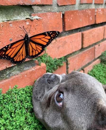 Счастье под носом: песик встретил бабочку и замер от восторга не всё так грустно