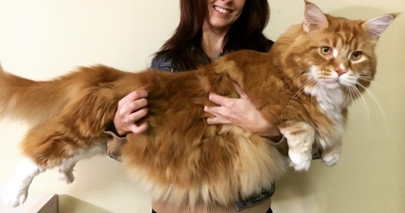 Про американца и хитрую бабульку животные,Истории из жизни,позитив