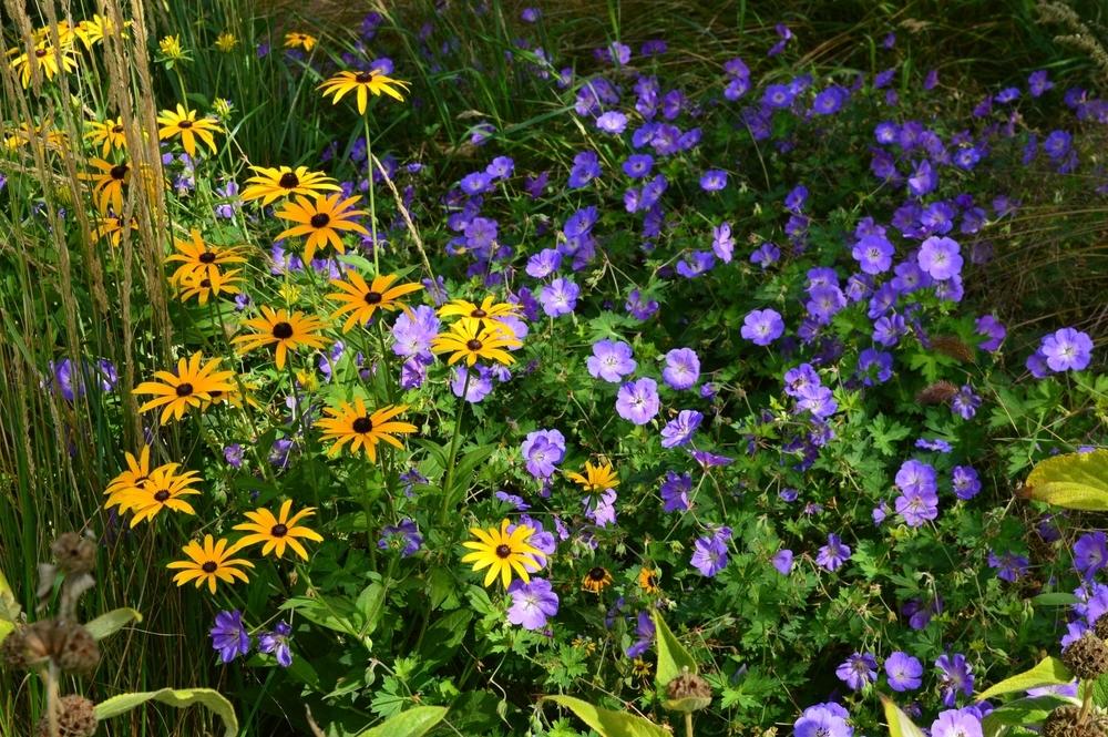 Рудбекии: 15 классических и нетипичных сортов с разными сроками цветения дача,сад и огород,цветоводство