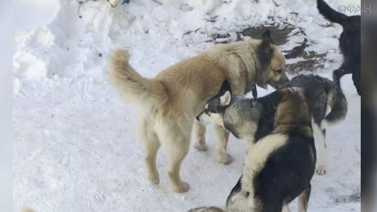 Бездомная собака покусала ребенка в Нижегородской области