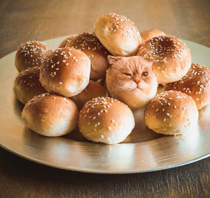 «Коты в еде»: Забавные фотоманипуляций от российской блогерши, покорившие интернет 