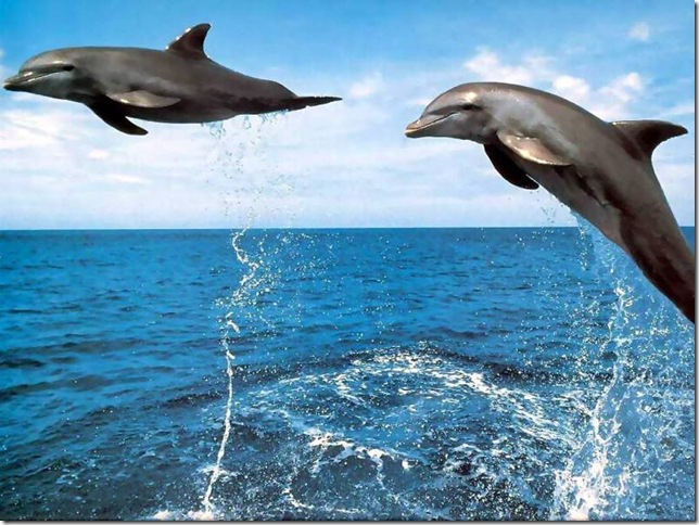 whales_and_dolphins_csg004_bottl-2