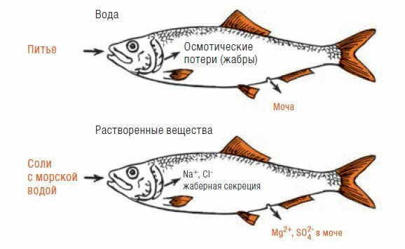 Откуда дельфины и киты получают пресную воду?