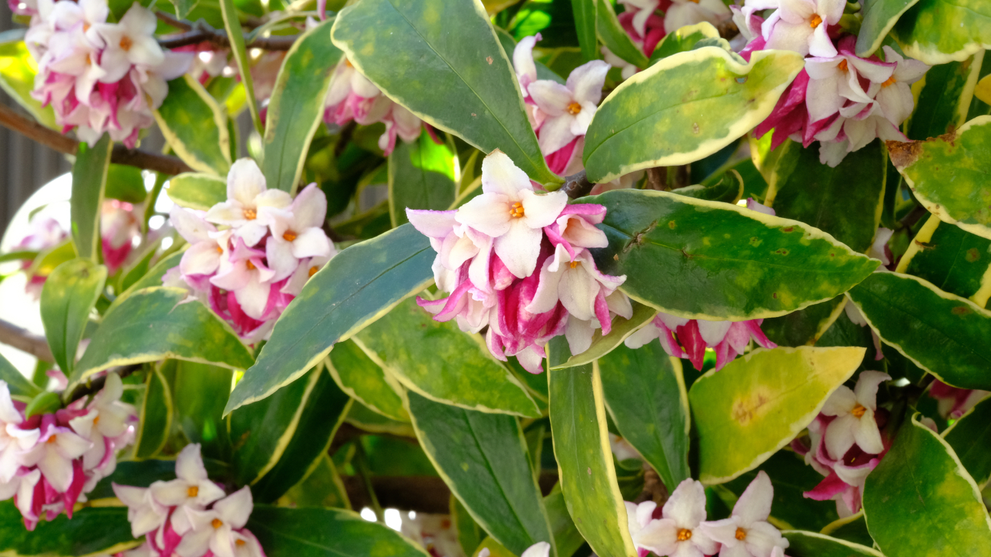 Не только красные ягоды: почему некоторые виды калины цветут зимой калина, растения, России, калины, цветы, растение, Viburnum, время, Сибири, бутоны, условиях, почти, настоящие, цветение, украшают, который, цветут, белые, соцветия, февраль