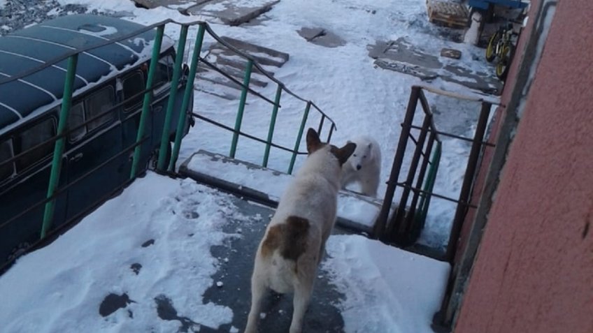 Белые медведи заходят в подъезды домов на Новой Земле война и мир