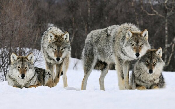 Право сильного 