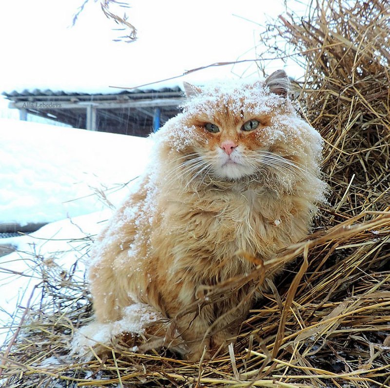 Кошландия — огромная семья сибирских кошек, живущая в Барнауле барнаул, домашний питомец, животные, кошка, семья, сибирь