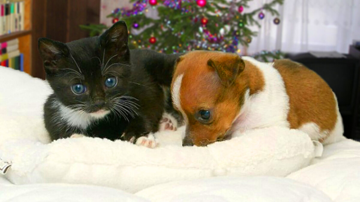 Подарок на Новый Год