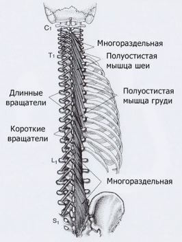 Карта точек боли в теле и точек напряжения мышц (триггеры)